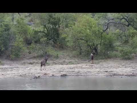 Djuma: Two Nyala bulls - 13:27 - 10/10/2023