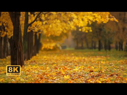 8K Video | Fall Autumn Video | Yellow Leaves Falling Video in 8K Ultra HD | Samsung Qled 8K