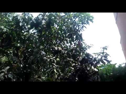 Gunda with Panchu Pande and company June 11