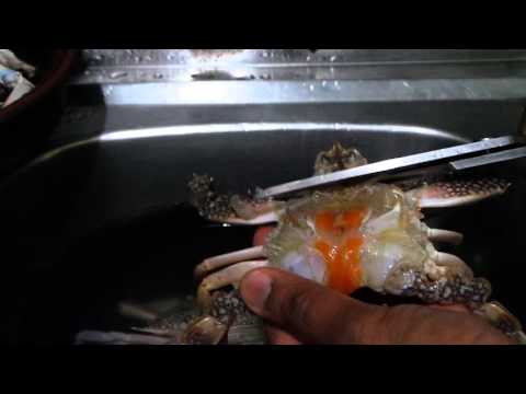 download lagu mp3 mp4 Sumod Tom Eggless Cakes, download lagu Sumod Tom Eggless Cakes gratis, unduh video klip Sumod Tom Eggless Cakes