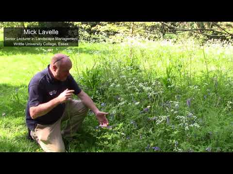 The Bluebell   Hyacinthoides  non-scripta