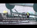 Cooke Aquaculture's Recipe for Tortured Salmon ...