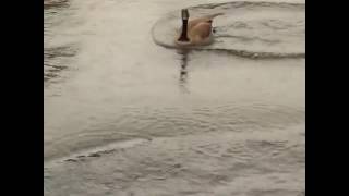 animale gasca aluneca