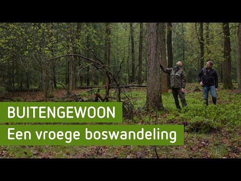 Een prachtige ochtend in het bos | BuitenGewoon