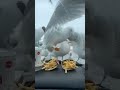 Seagulls Love McDonald S