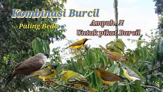 Download lagu Suara Pikat Kombinasi Burcil Paling Beda mp3