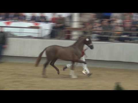 TESLA v. Vitalis x Johnson - Houston