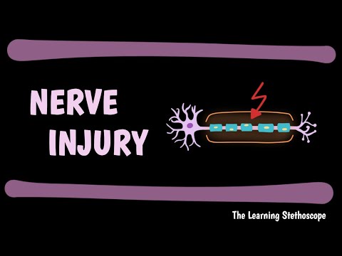 Nerve Injury and Regeneration - Seddon Classification | Wallerian Degeneration and Regeneration