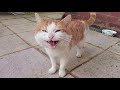 Loudest Meowing Cat In The World