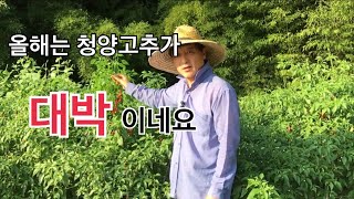 올해는 청양고추가 대박 입니다. 원인을 곰곰이 생각보니. . .