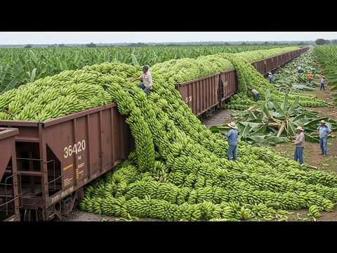 Máquinas Agrícolas Incríveis – Colhendo Milhões De Toneladas Em 2025