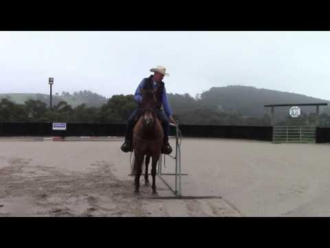 Western Trail Class & Equitation Class training