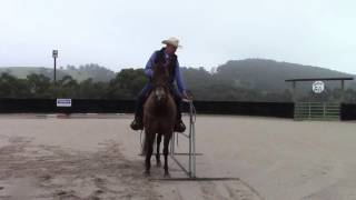 Western Trail Class & Equitation Class training