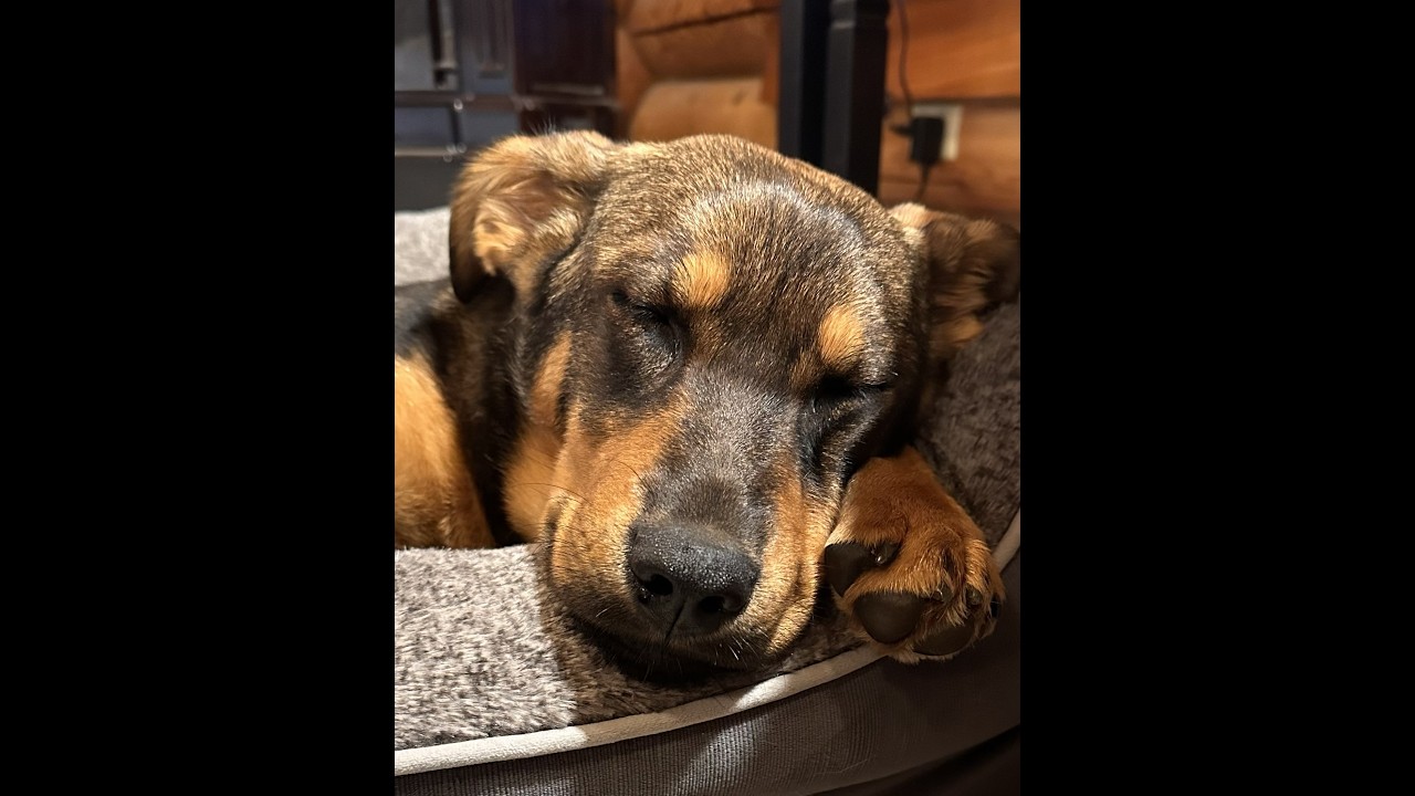 Enlarge Penny - Shep Mix Puppy! In Training!, a ADOPTABLE mixed breed in Seattle, WA video 5/5