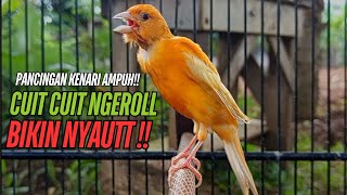 Download lagu SUARA Kenari GACOR PANJANG Pancingan & masteran Kenari Paud AGAR gacor AMPUH Kenari MACET bunyii mp3