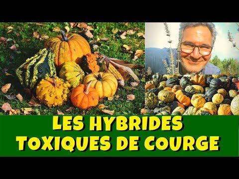 Gourds and ornamental squash: toxic hybrids!
