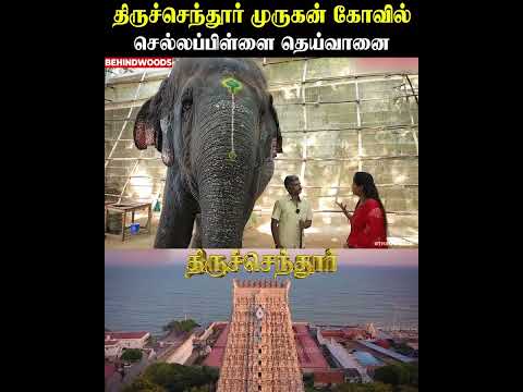 ஊருக்கே செல்ல பிள்ளை ஆன தெய்வானை.!