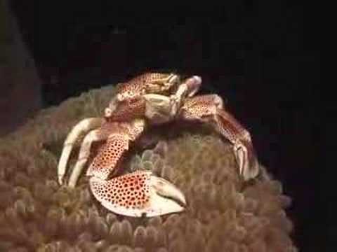 Kids Ocean Movie - The Letter A Sample Chapter "Ocean Life from A-Z" - Ocean Products for Kids