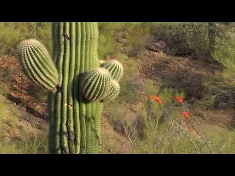 Arizona State of Mind:  West District of Saguaro National Park