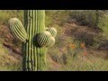 Arizona State Of Mind West District Of Saguaro National Park