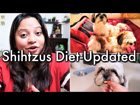 What My Shih Tzus Eat In A Day | Shih Tzus' Diet Updated | My Shihtzus' Evening To Morning Routine Video