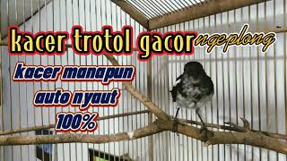 Download lagu kacer trotol gacor ngeplong//kacer manapun auto nyaut100% mp3