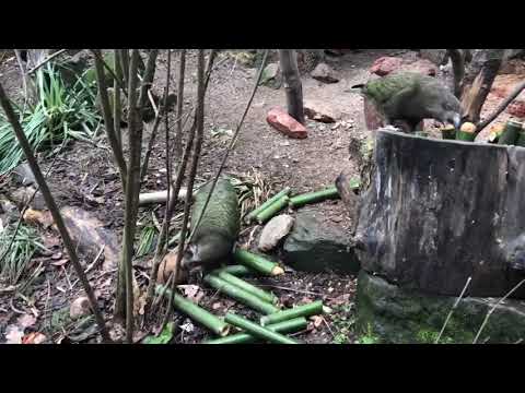Beschäftigung für die Keas im Zoo Basel