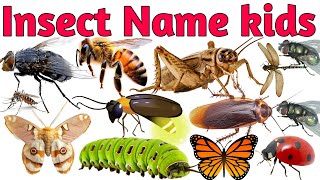 Learn 20 Insects for Kids | Ant, Butterfly, Bee, Beetle, Dragonfly & More