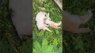 Wake me up / Bangunkan aku / #猫 #cat #kucing #jakarta #野良猫 #jakarta