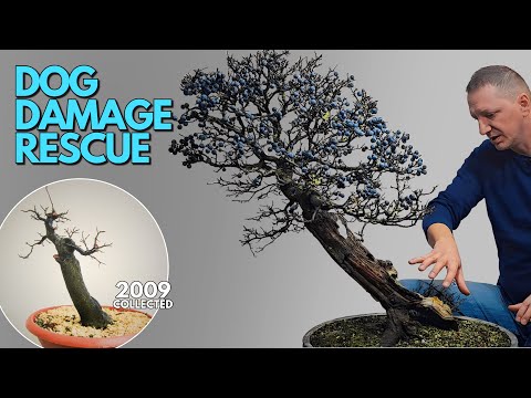 Prunus Spinosa Bonsai Winter Work & Dog Damage Deadwood Repair