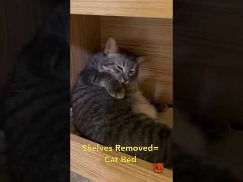 Hooman + Cat Friendly Furniture