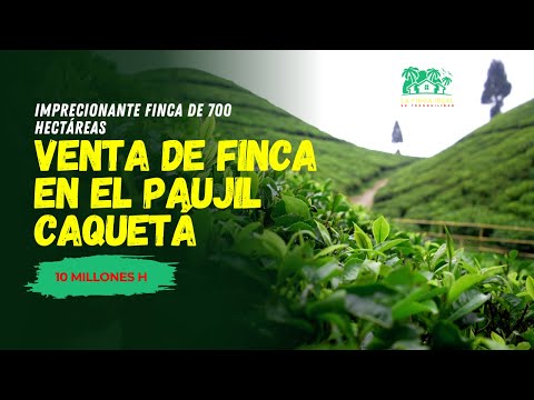 VENTA DE FINCA GANADERA EN EL PAUJIL CAQUETÁ
