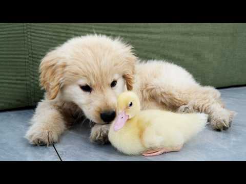 YouTube 썸네일