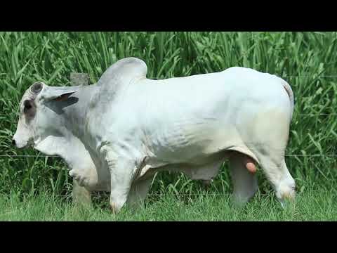 REM IMPAR GEN. ADT (REMP 1079)