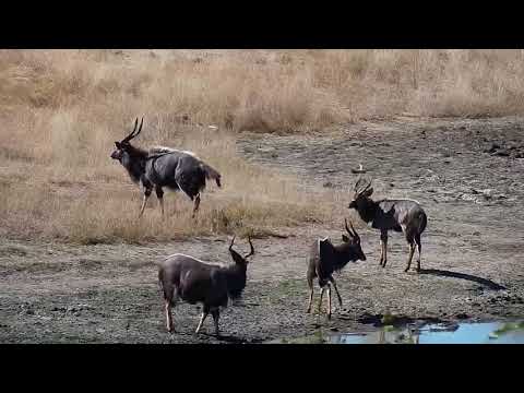 Djuma: Nyala bulls and Fork-tailed Drongo - 12:30 - 06/10/19