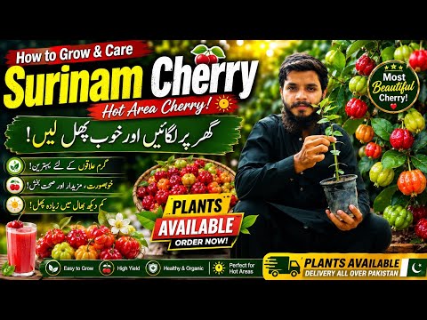 Rare Cherry