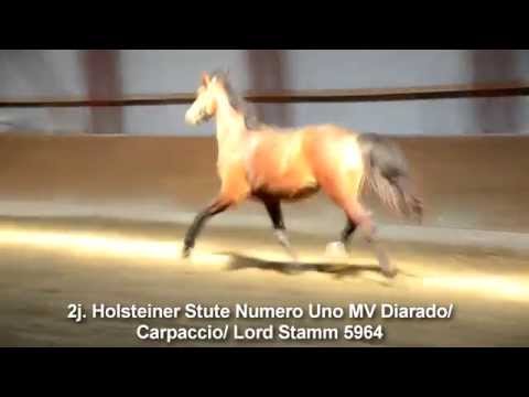 2j Holsteinerstute von Numero Uno