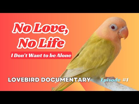 They will DIE!!! | The Secrets of African Lovebirds #africanlovebirdbreeding #petbirds 