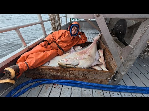 Hauling in Our Halibut Longline Set | 2025 Halibut Longline Season