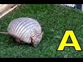 ALPHABET ANIMALS PHONICS ALPHABET SONG Part 9 EDUCATIONAL KID VIDEO TODDLERS PRESCHOOL K 3