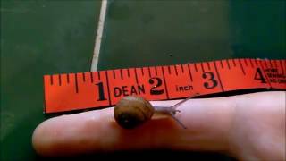 Crywank - Just a Snail (music vidyo)