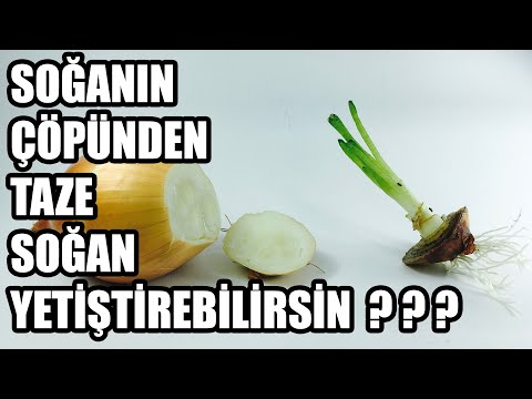 , title : 'Soğan Çöplerinden Taze Soğan Nasıl Elde Edilir ?'