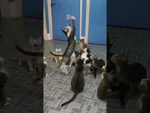 can they catch it? #shorts #sabah #malaysia #viralvideo #vlog #viralshorts #island #funny #cat