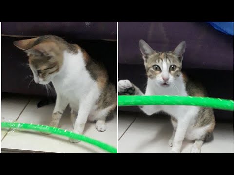 A Funny cat playing with ring🤣🤣 || Cute cat || Sanah and Afnah'$ Galaxy ||
