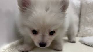 ハーフ犬の動画01