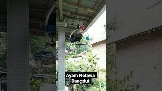 Download lagu ayam ketawa jenis dangdut suara uni #ayamketawa #ayambahagia mp3 Download lagu ayam ketawa jenis dangdut suara uni #ayamketawa #ayambahagia mp3