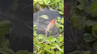 Download lagu Mancing ikan mas koi dirawa tarikannya gacor banget🤤🔥 mp3