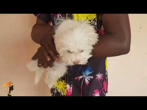 Vaccinating my Maltese for the first time