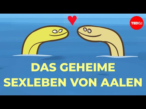 Niemand weiß, wie Aale Sex haben - Lucy Cooke