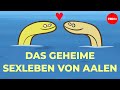 Niemand Weiß Wie Aale Sex Haben Lucy Cooke